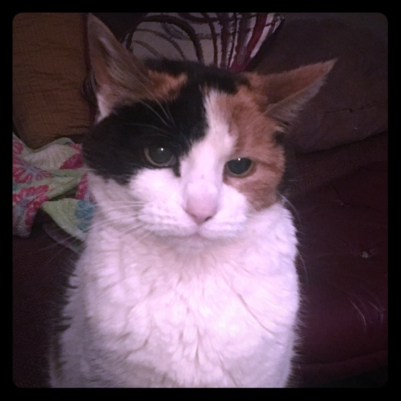 Meet your Posher, Mon Z - Picture 4 of 6