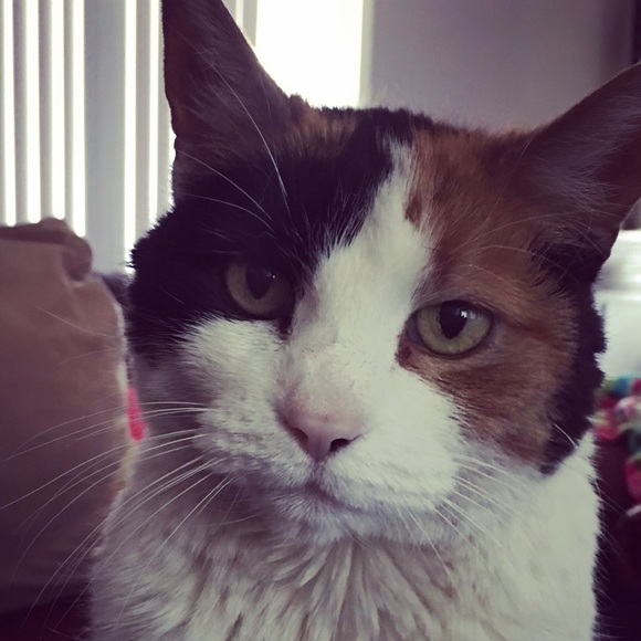 Meet your Posher, Mon Z - Picture 2 of 6