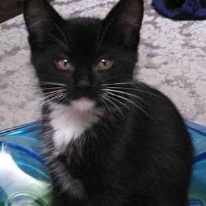 Meet your Posher, Peggy