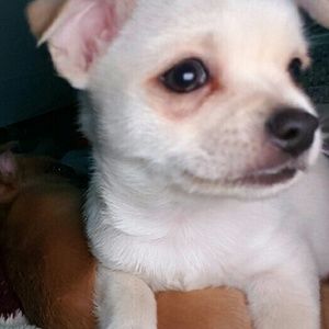 Meet your Posher, Monica