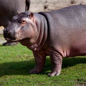 Meet your Posher, Alexa