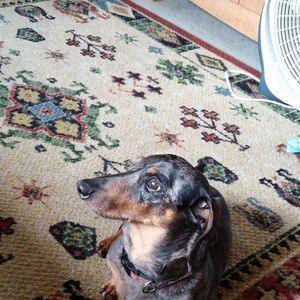 Meet your Posher, Natalie