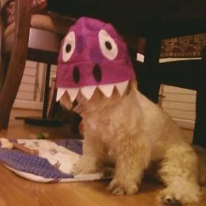 Meet your Posher, Donna