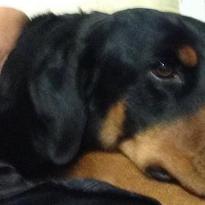 Meet your Posher, Thomas