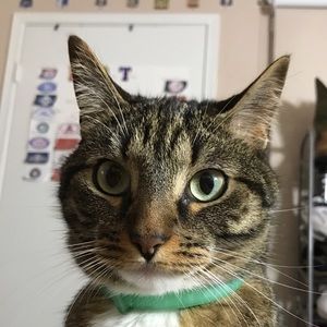 Meet your Posher, Jesus