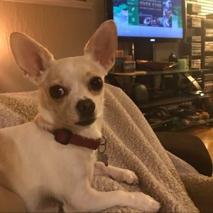 Meet your Posher, Abigail