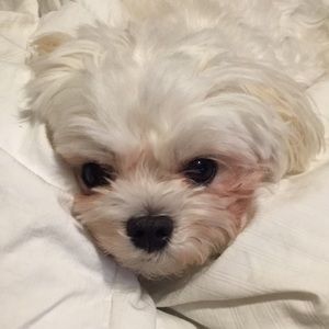 Meet your Posher, Jannet