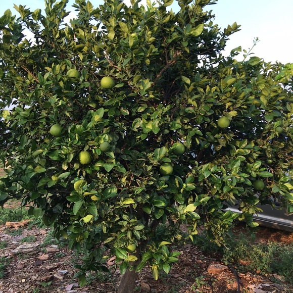 Meet your Posher, Vijay - Picture 1 of 1