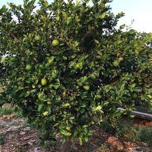 Meet your Posher, Vijay