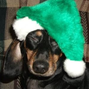 Meet your Posher, Sandy