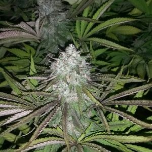 Meet your Posher, Corey