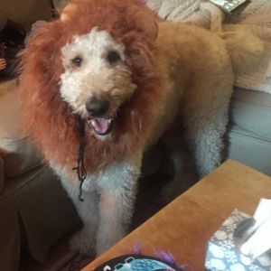 Meet your Posher, Tracey