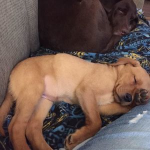 Meet your Posher, Terra