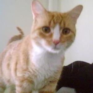 Meet your Posher, Kitty