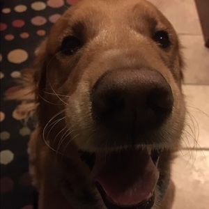 Meet your Posher, Julie