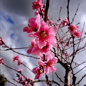 Meet your Posher, Fleur