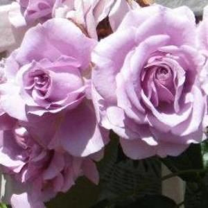 Meet your Posher, Loretta