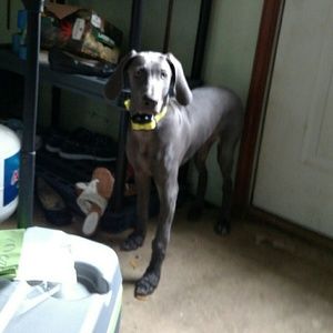 Meet your Posher, Veronica