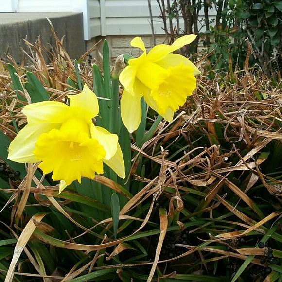 Meet your Posher, Lynne - Picture 2 of 2