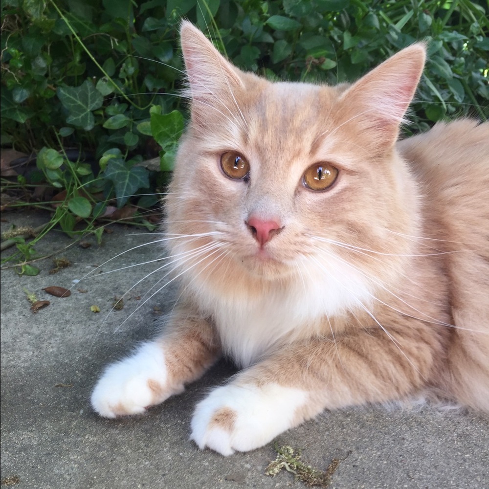 Meet your Posher, Lotus