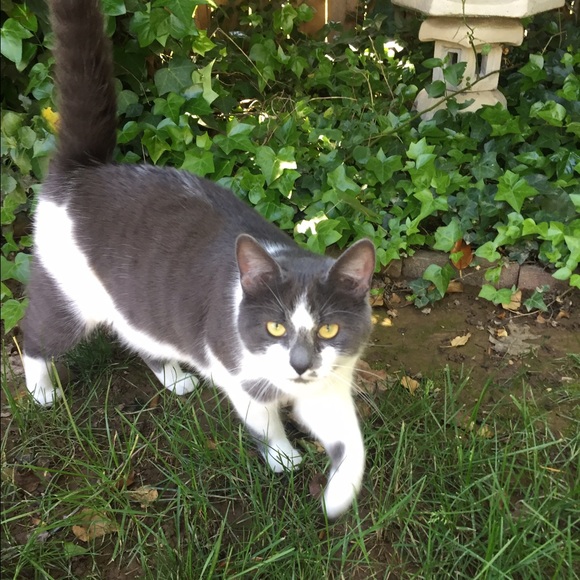 Meet your Posher, Lotus - Picture 2 of 8