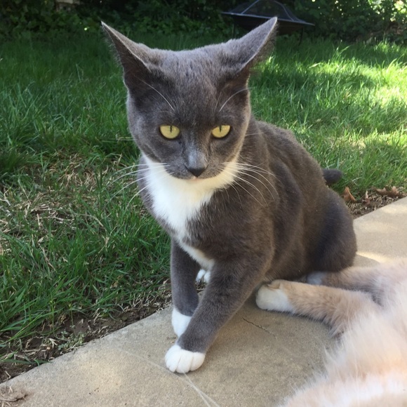 Meet your Posher, Lotus - Picture 3 of 8