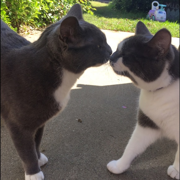 Meet your Posher, Lotus - Picture 4 of 8