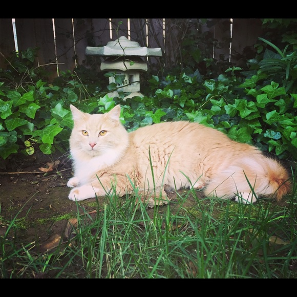 Meet your Posher, Lotus - Picture 5 of 8