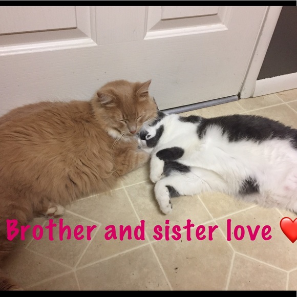 Meet your Posher, Lotus - Picture 6 of 8