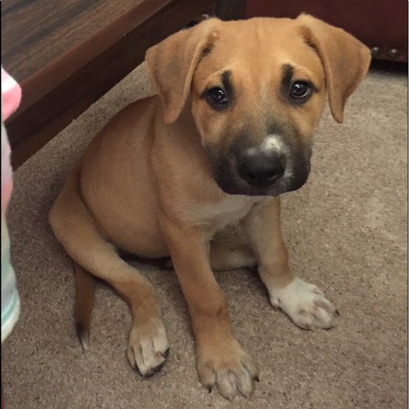 Meet your Posher, Lotus - Picture 7 of 8