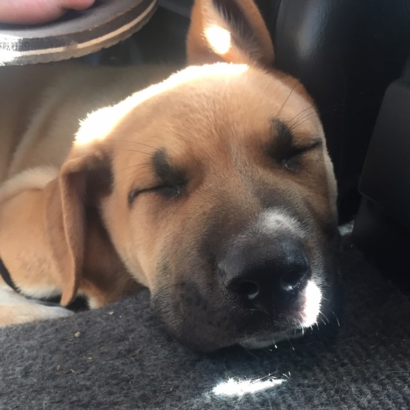 Meet your Posher, Lotus - Picture 8 of 8