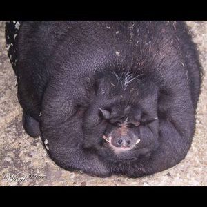 Meet your Posher, Timothy