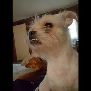 Meet your Posher, Brandon