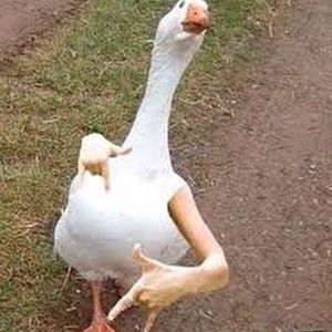 Meet your Posher, Cas