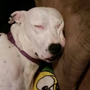 Meet your Posher, Dawn