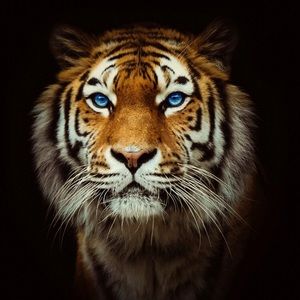 Meet your Posher, Adrian