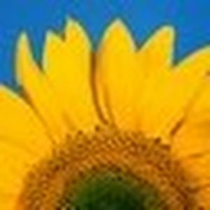 Meet your Posher, Krista