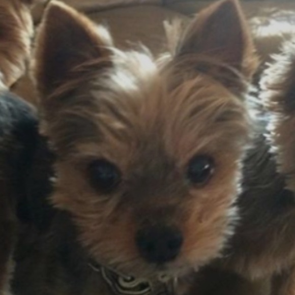 In memory of pooper - Picture 2 of 4