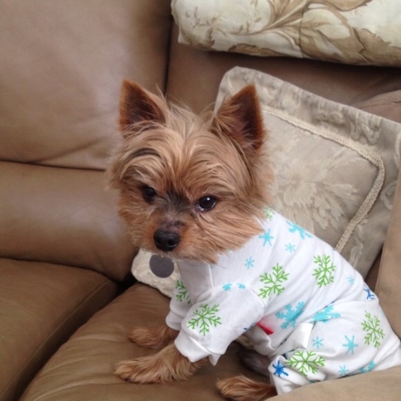 In memory of pooper - Picture 4 of 4