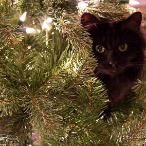 Meet your Posher, Peggy