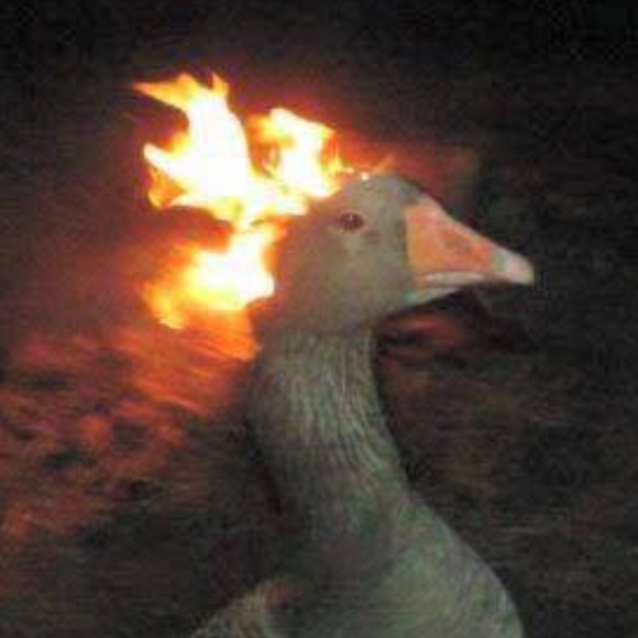 Meet your Posher, Chris - Picture 1 of 1