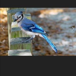 Meet your Posher, Blanca