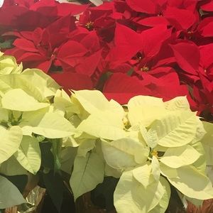 Meet your Posher, Lynne