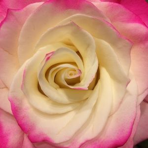 Meet your Posher, Olga