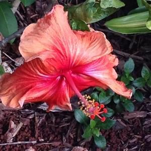 Meet your Posher, Tonya