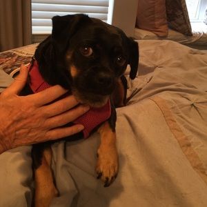 Meet your Posher, Joyce