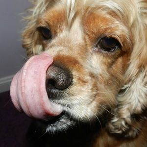 Meet your Posher, Haile