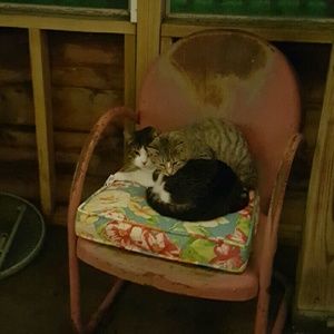 Meet your Posher, Tara