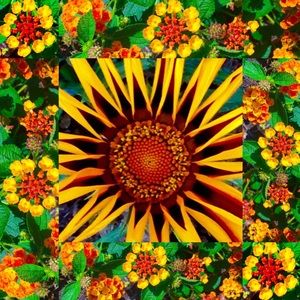 🌼Happy Hump Day!! 🌼