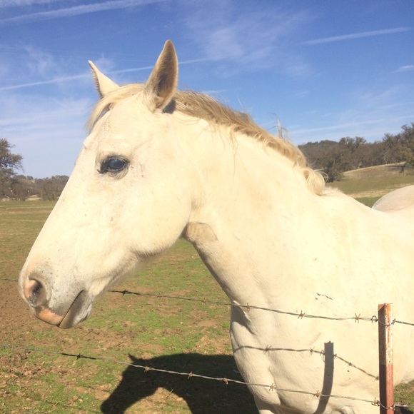 Meet your Posher, Leslie